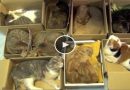 chats dans des cartons